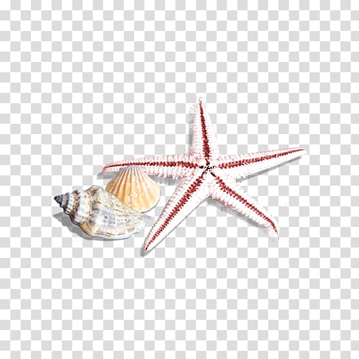 Seashell Sea snail Beach , starfish transparent background PNG clipart