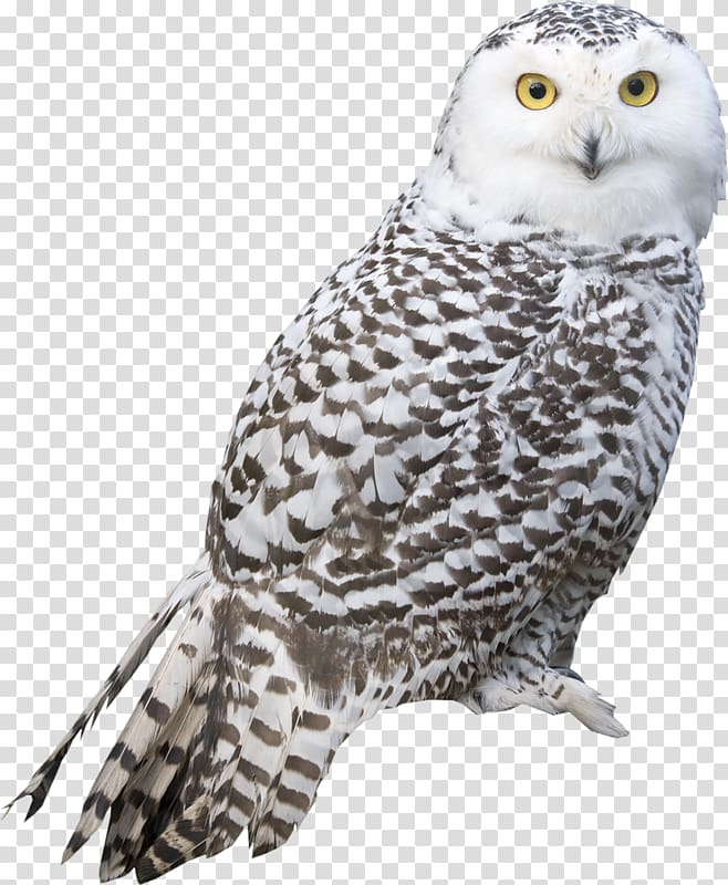 Snowy owl Bird Great Grey Owl Barred Owl, Chops transparent background PNG clipart
