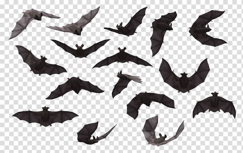 bats illustration, Bat , A variety of positions bat silhouette transparent background PNG clipart