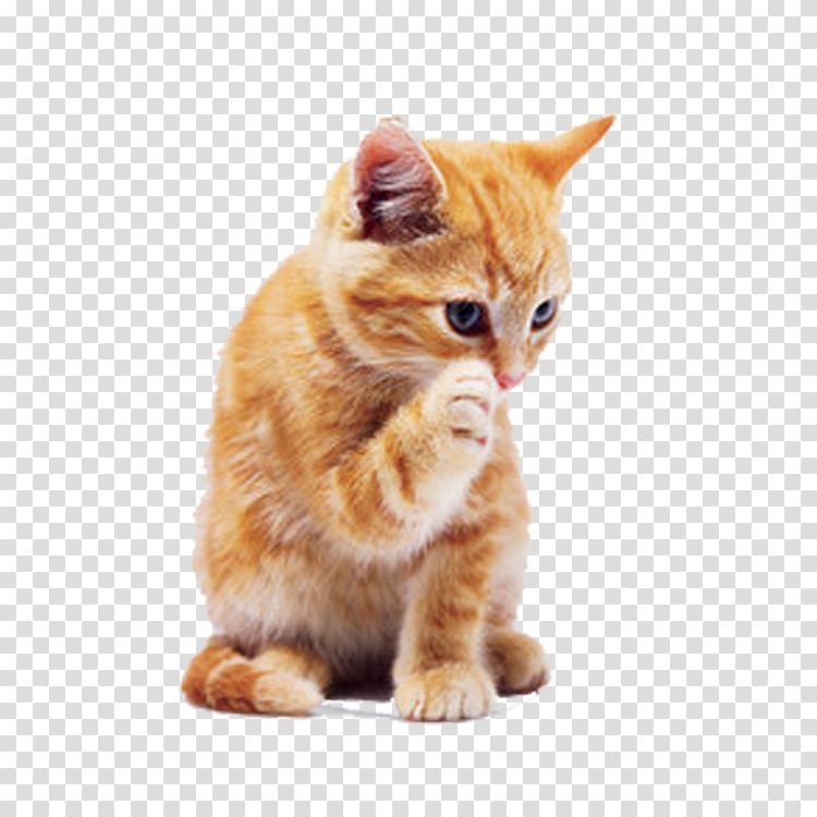 orange tabby kitten, Tabby cat Dog Puppy Pet, Yellow cat transparent background PNG clipart