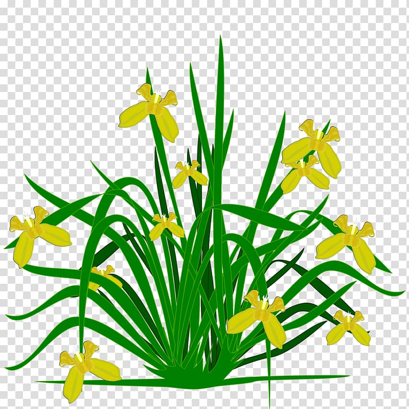 Northern blue flag Iris pseudacorus Plant Iris family , plant transparent background PNG clipart