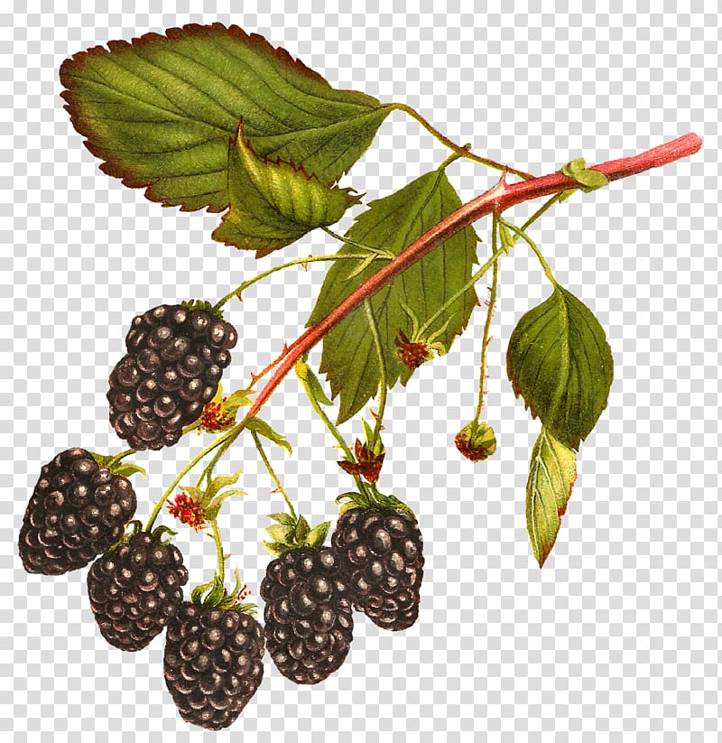 White blackberry Fruit , raspberries transparent background PNG clipart