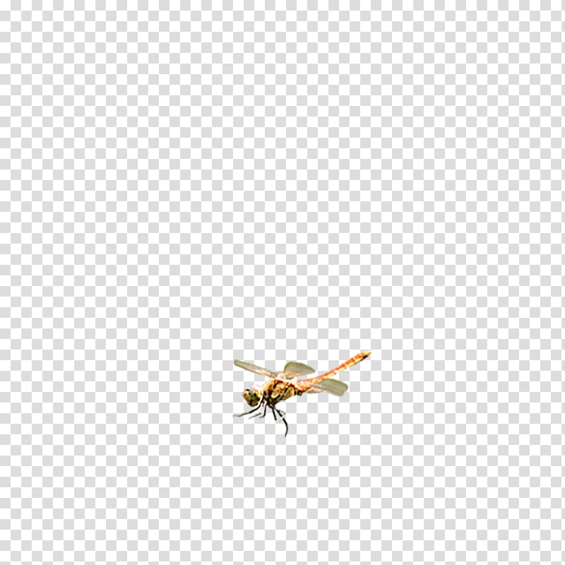 Dragonfly Icon, Floating Dragonfly transparent background PNG clipart