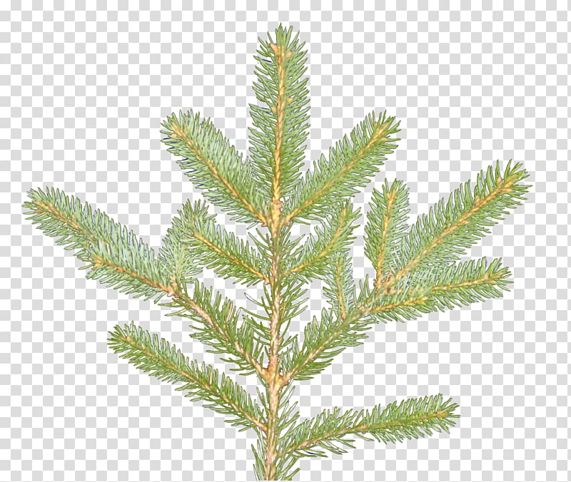 Spruce Larch Evergreen, plant textures transparent background PNG clipart