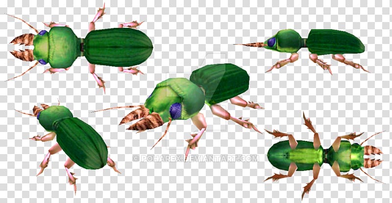 Beetle Carnivores 2 Mandible Meganeura Carboniferous, beetle transparent background PNG clipart