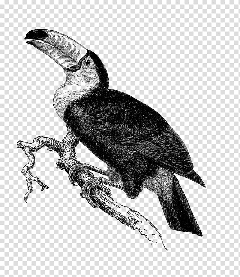 Bird Toucan, toucan transparent background PNG clipart