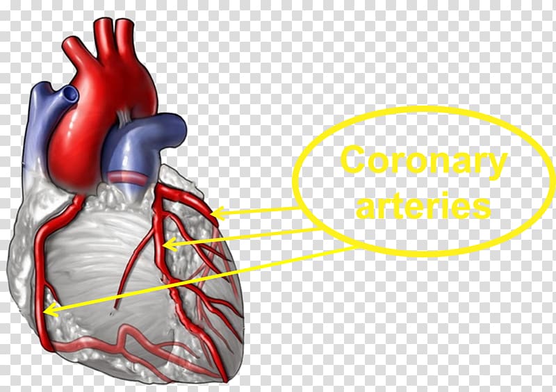 Coronary artery disease Heart Medicine Coronary arteries Health, heart transparent background PNG clipart