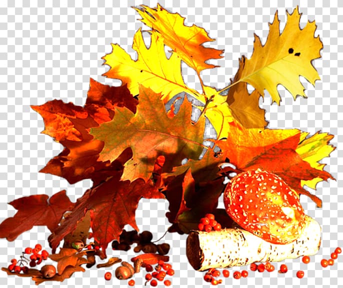 Autumn Southern Hemisphere Northern Hemisphere, autumn transparent background PNG clipart