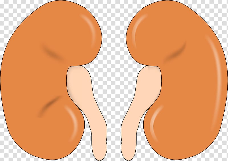 Kidney Organ , human kidney free transparent background PNG clipart