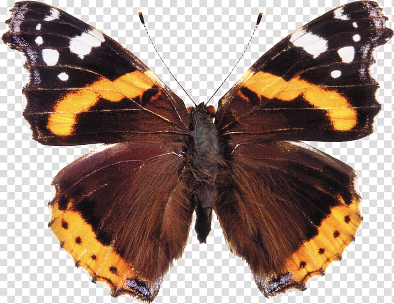 Butterfly Red admiral Insect , butterfly transparent background PNG clipart