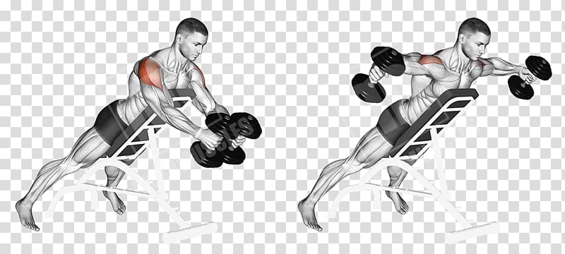 Dumbbell Shoulder Pulldown exercise Muscle, fly exercise transparent background PNG clipart