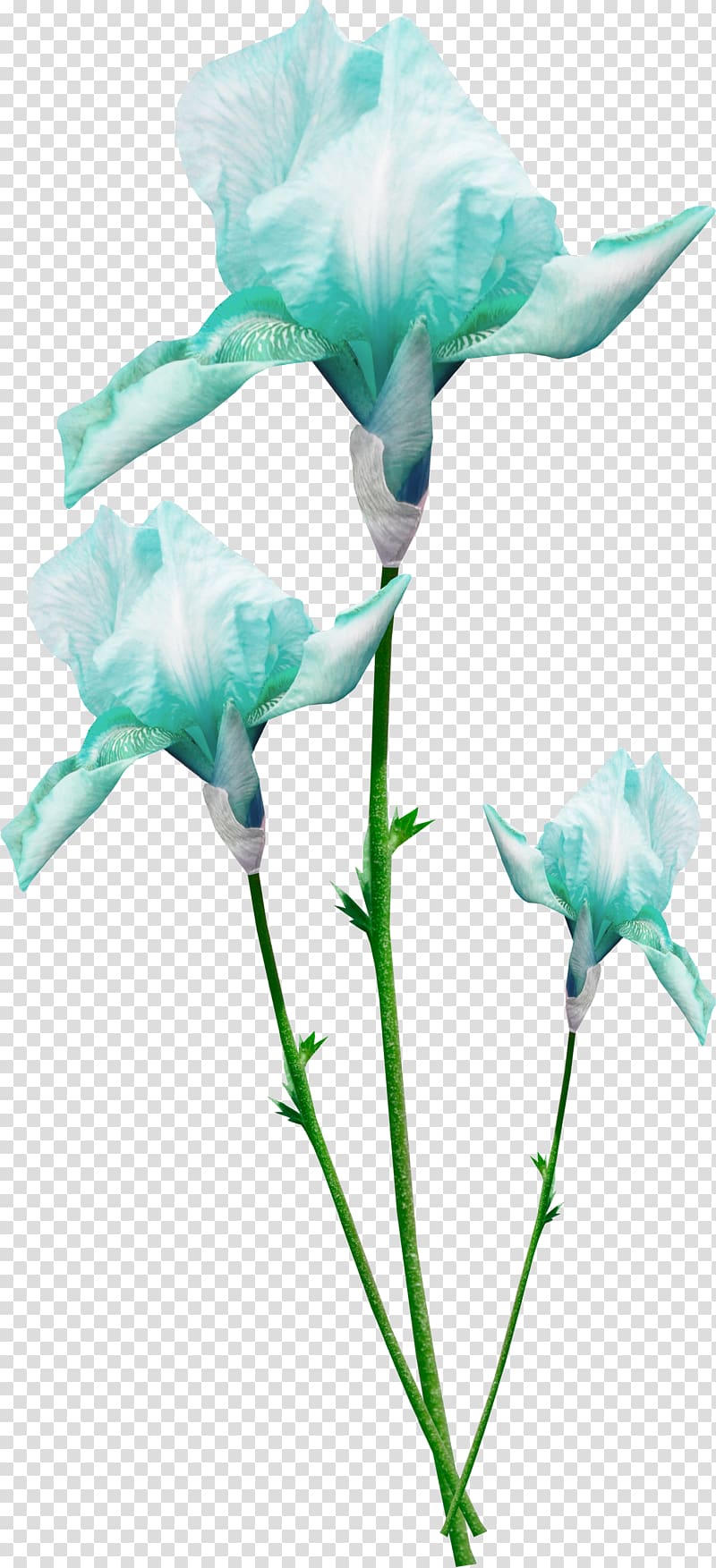 Blue Color, Cool colors flowers transparent background PNG clipart