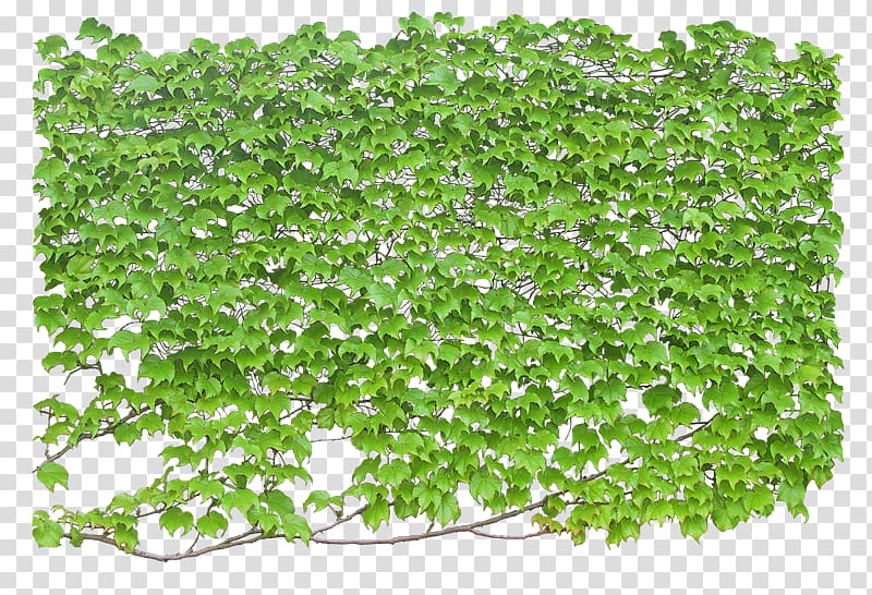Vine Ivy Plant Shrub, Cq transparent background PNG clipart