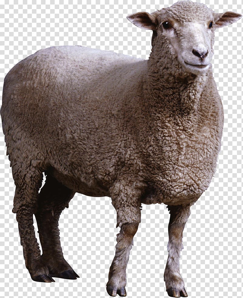 brown goat, Sheep Wiki Computer file, sheep transparent background PNG clipart