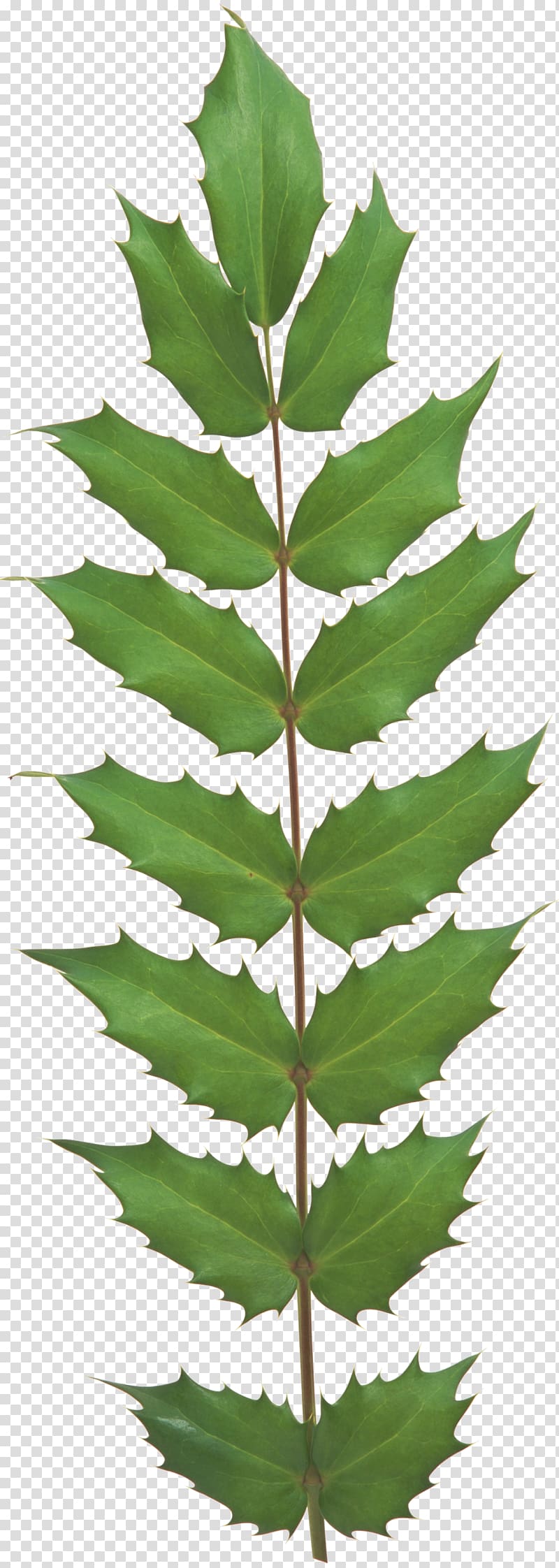 Leaf Evergreen Plant stem Tree Vascular plant, Leaf transparent background PNG clipart