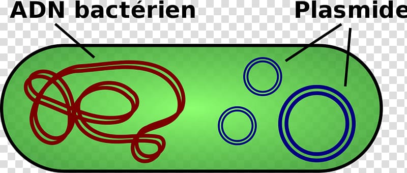 Genetics of Bacteria Plasmid Nucleoid DNA, transparent background PNG clipart