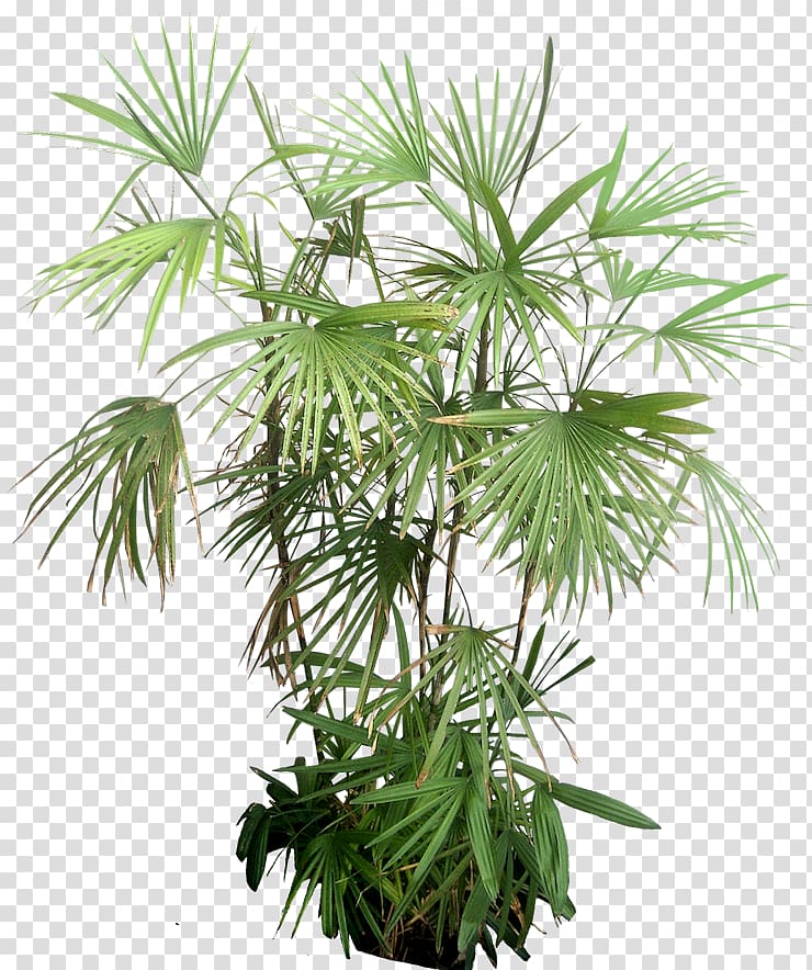 Plant Arecaceae Tree, tropical leaves transparent background PNG clipart