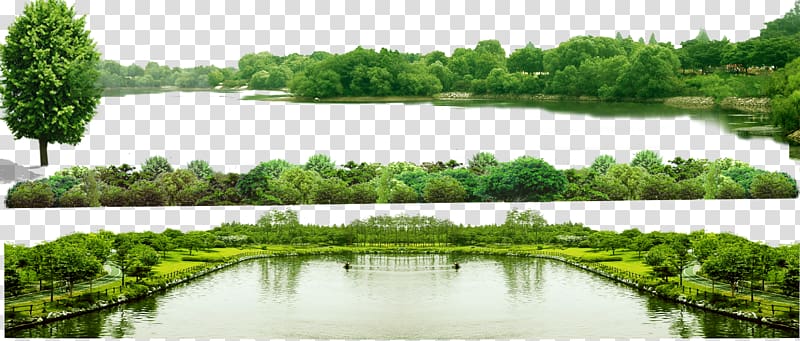 trees surrounded by body of water, Computer file, Green Forest transparent background PNG clipart
