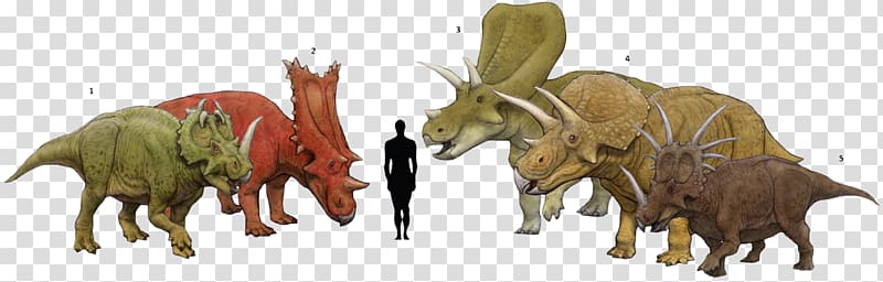 Torosaurus Centrosaurus Triceratops Chasmosaurus Styracosaurus, others transparent background PNG clipart
