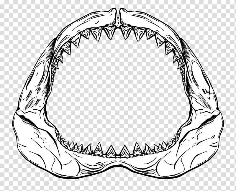 shark jawbone , Shark Jaws Drawing, sharks transparent background PNG clipart