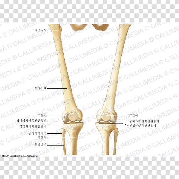 Knee Bone Human skeleton Anatomy Thigh, Skeleton transparent background PNG clipart