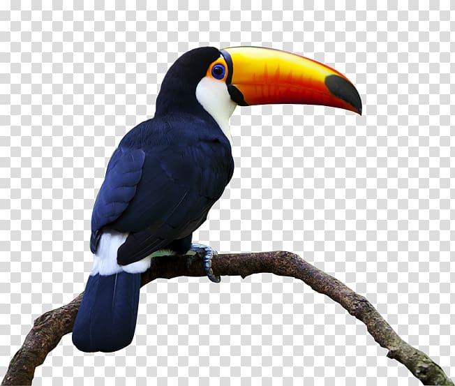 blue and white toucan bird, Bird Keel-billed toucan Parrot Beak Piciformes, toucan transparent background PNG clipart