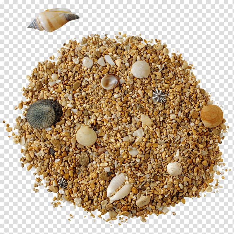 Garfield & Co. #1: Fish to Fry Sand Albom , Shells in sand transparent background PNG clipart