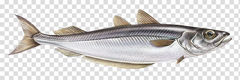 Milkfish Mackerel Oily fish Fish products, fish transparent background PNG clipart