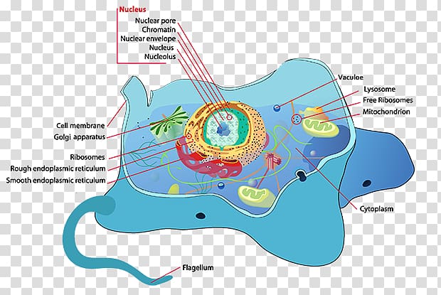 Plant cell Flagellum Cèl·lula animal, animal cell transparent background PNG clipart