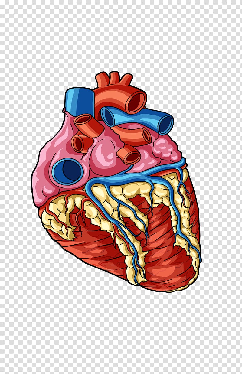 Human body Organ Information Health Care Human anatomy, human heart transparent background PNG clipart