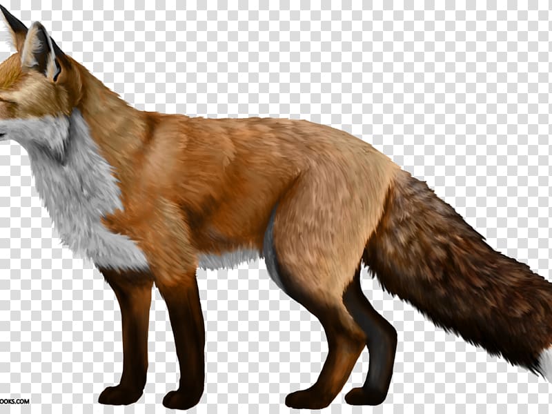 Domesticated red fox Silver fox Arctic fox Dog, arctic fox transparent background PNG clipart