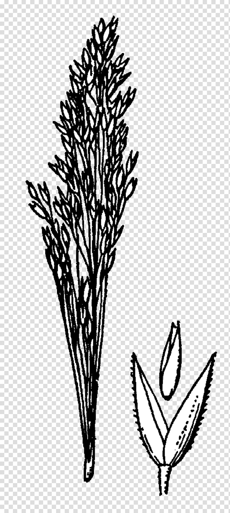 Bentgrass Agrostis rossiae Manual of the grasses of the United States Monocotyledon Plants, plants transparent background PNG clipart