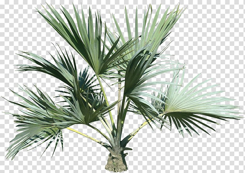 green leafed plant, Top Palm Tree transparent background PNG clipart