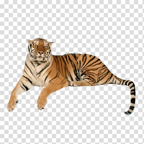 Cheetah In The City Union Analogtronics City Dreams Titans in the Flesh, siberian tiger transparent background PNG clipart