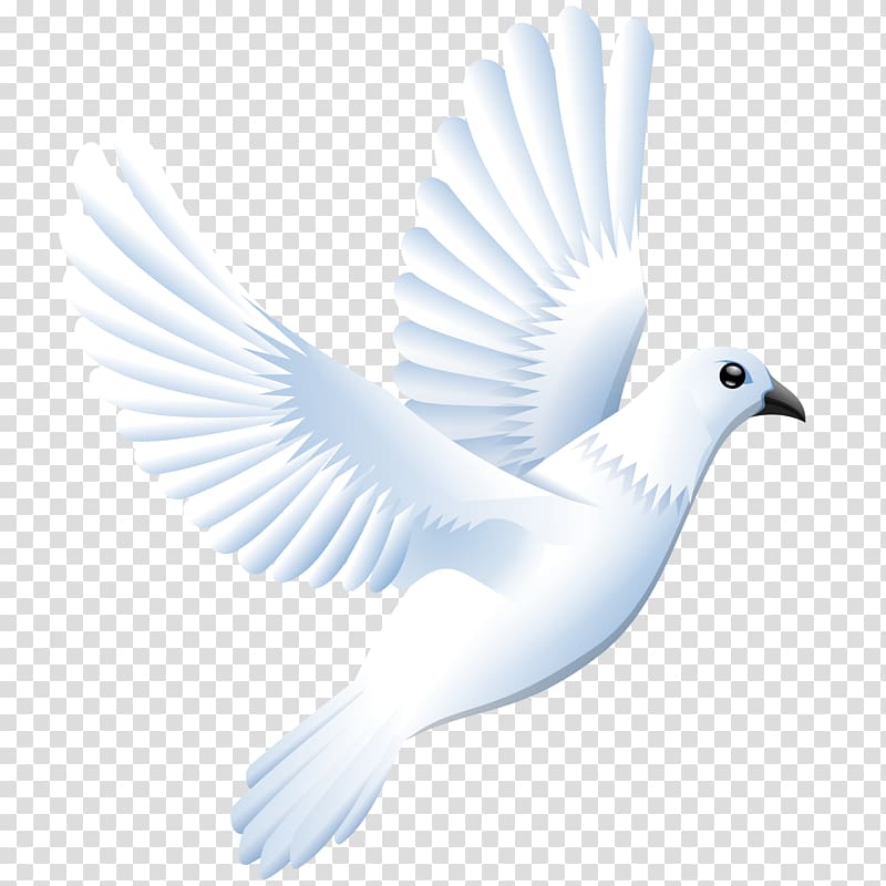 Columbidae Doves as symbols Drawing , love Dove transparent background PNG clipart