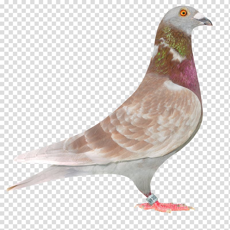 Columbidae Racing Homer Homing pigeon Bird Fancy pigeon, pigeon transparent background PNG clipart