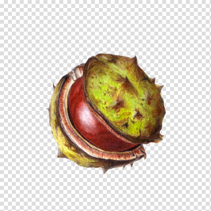 Chestnut Conkers Colored pencil Drawing, pencil transparent background PNG clipart