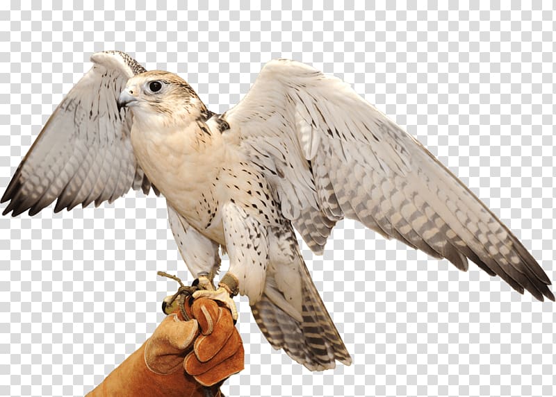 Abu Dhabi Falcon Hospital Hawk Portable Network Graphics, falcon transparent background PNG clipart