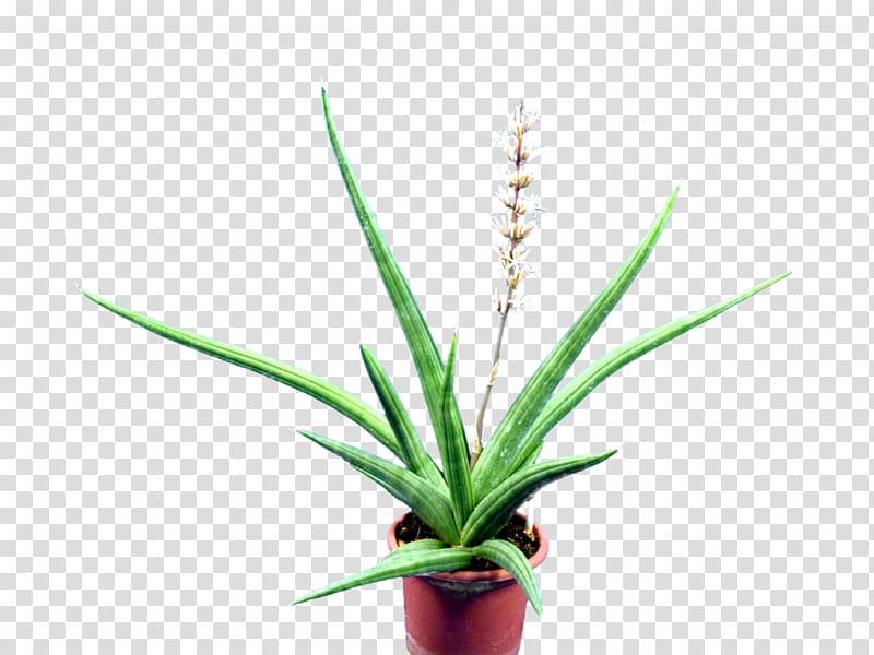 Aloe Sansevieria Embryophyta Succulent plant Cactaceae, aloe transparent background PNG clipart