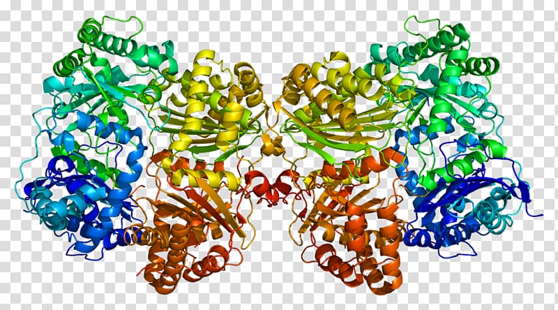 Insulin-degrading enzyme Protein Biology Catalysis, hormone transparent background PNG clipart
