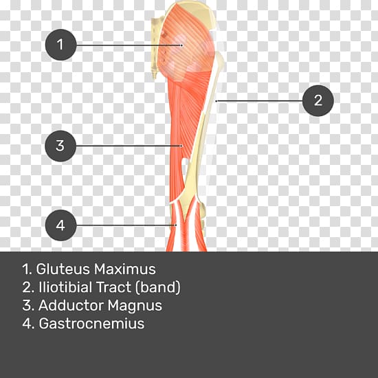 Gluteus medius muscle Gluteal muscles Gluteus maximus muscle Biceps femoris muscle, Gluteus transparent background PNG clipart