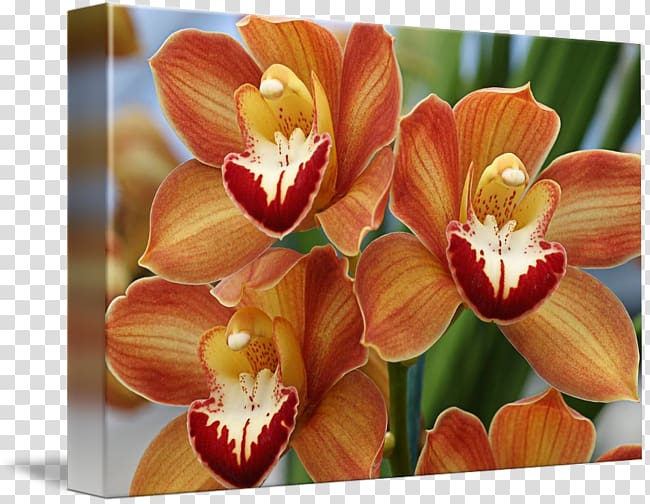 Moth orchids Boat orchid Cattleya orchids Orange, Orange orchid transparent background PNG clipart