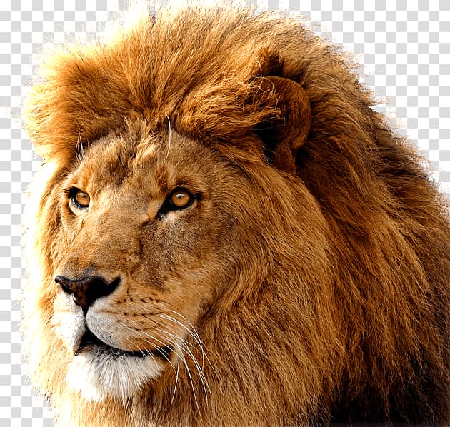brown lion, Mac OS X Lion Macintosh MacBook Pro macOS, Lion Lions transparent background PNG clipart