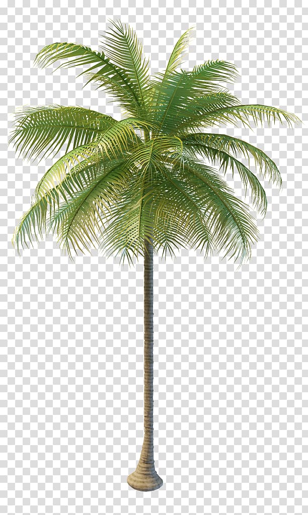 Hyophorbe lagenicaulis Coconut Wodyetia Sabal Palm Tree, coconut transparent background PNG clipart