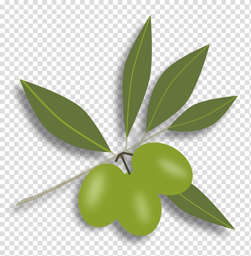 Olive Free content , Olives Available In Different Size transparent background PNG clipart