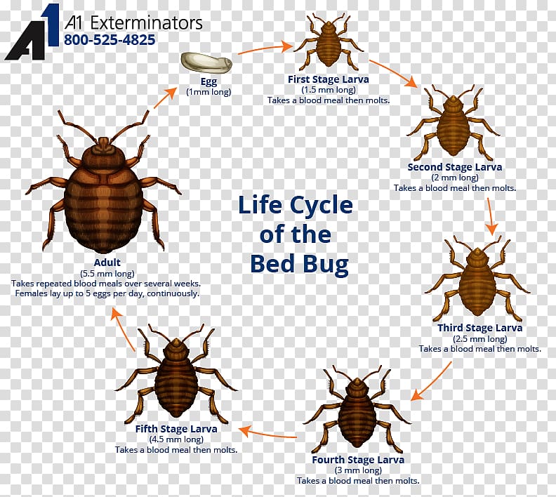 Insect The Bed-bug Bed bug bite Bed bug control techniques, stage spreading transparent background PNG clipart