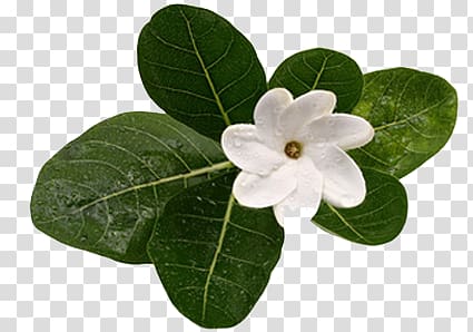 Monoi oil Gardenia taitensis Flower Tahiti, flower transparent background PNG clipart