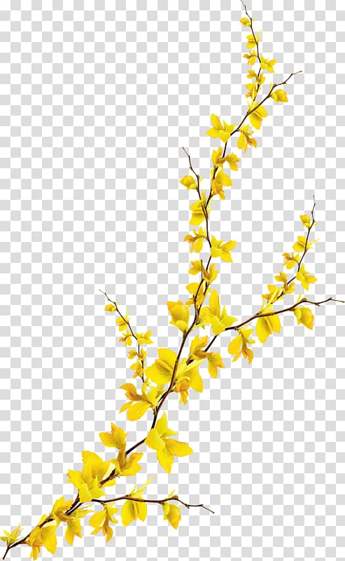 yellow leafed plant illustration, Flower Computer file, Flowers transparent background PNG clipart