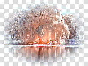 Willow tree Png, Weeping Willow Tree Isolated 24521343 PNG