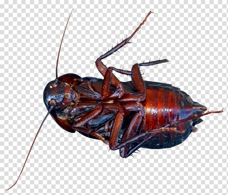 brown cockroach, Cockroach Beetle, Cockroach transparent background PNG clipart